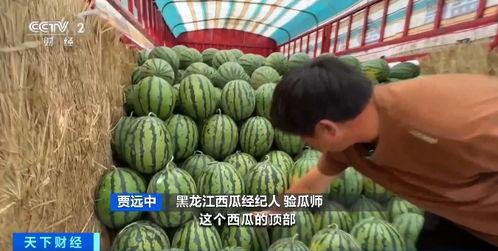 密瓜价格今日价,市场行情一览”