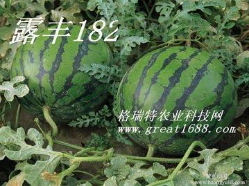今日小瓜价位行情,今日价格走势解析”