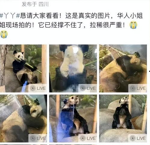 明星网红熊猫丫丫是谁,网络红人背后的故事与魅力