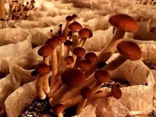 蘑菇疯马秀吃瓜网今日吃瓜,今日吃瓜网带你领略娱乐圈新鲜事