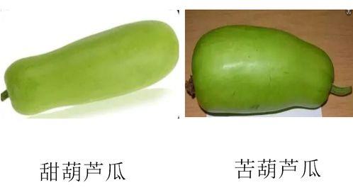 今日头条买葫芦瓜怎么买,今日头条教你轻松选购优质葫芦瓜