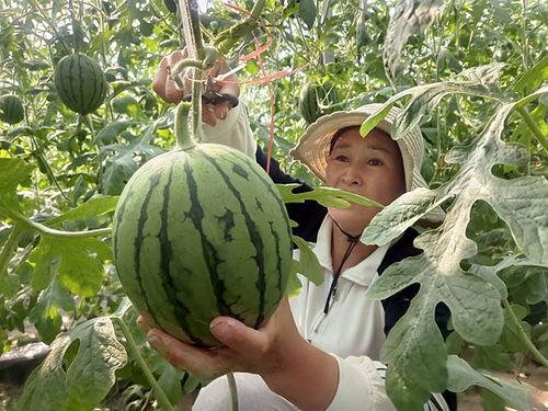 山东荷泽小吊瓜今日价格,价格行情一览”