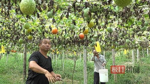山东荷泽小吊瓜今日价格,价格行情一览”