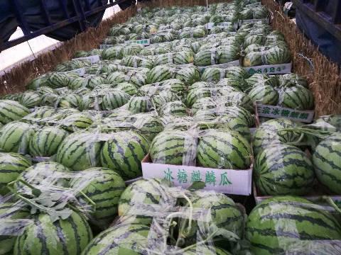 安徽砀山地爬瓜今日价格,价格行情一览”