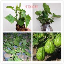 重庆佛手瓜批发今日牌价,行情稳中向好，优质货源备受青睐”