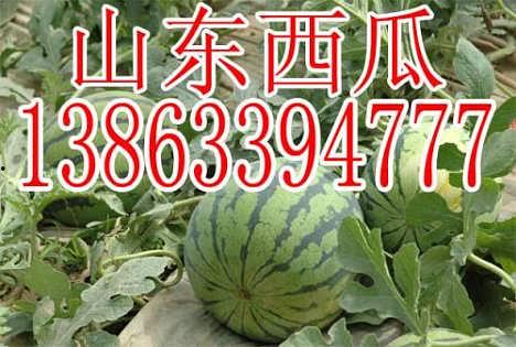 重庆佛手瓜批发今日牌价,行情稳中向好，优质货源备受青睐”