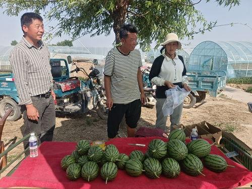 中牟小吊瓜西瓜今日价,价格行情一览