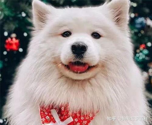 萨摩耶明星网红照片男的,魅力四溢的帅气萌犬风采