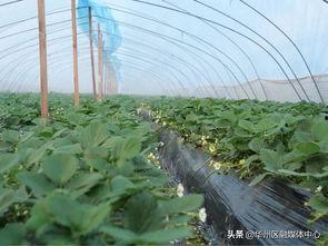 陕西华州瓜坡今日头条