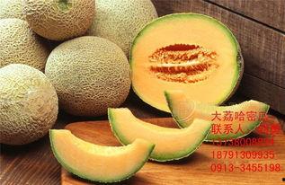 批发市场哈密瓜今日价格,“哈密瓜批发市场今日价格行情一览”