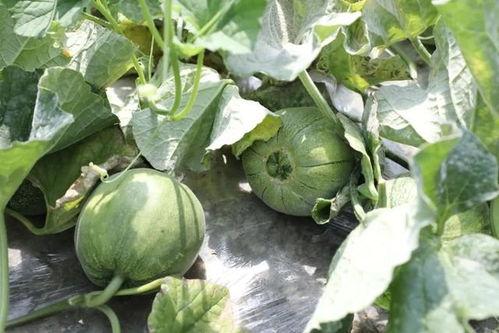 玉菇蜜瓜今日价格表,新鲜甜蜜，品质之选