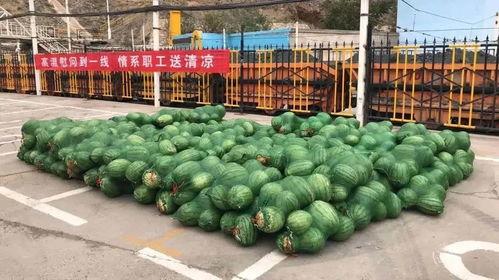 甘肃乳瓜今日行情,丰收喜人，价格稳中有升