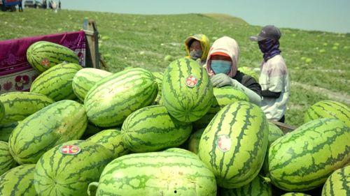 宁夏硒砂瓜今日最新报价,今日最新报价揭晓，品质与价格齐飞！”