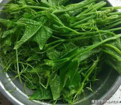 佛手瓜嫩尖今日价格,市场行情解读”