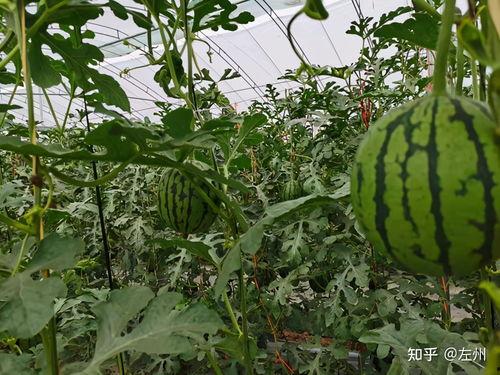 小吊瓜产地今日行情,价格波动与市场动态一览”