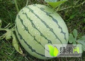 今日份最好吃的瓜,揭秘全网最佳美食瞬间