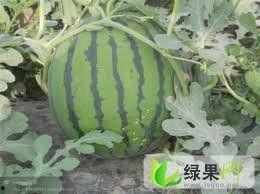 今日苏瓜价格行情,今日市场动态一览