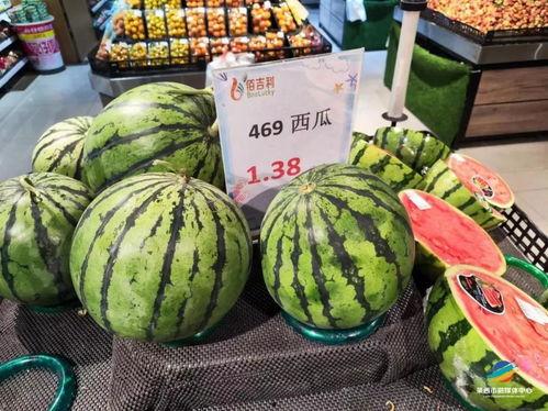 沙特瓜多少钱一斤今日行情,一斤价格揭晓