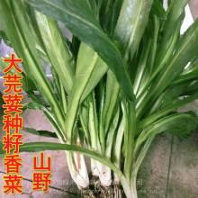 今日湛江蒲瓜价格多少钱,行情动态一览”