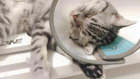 今日头条猫猫吃瓜