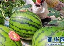 今日911吃瓜爆料最新消息,揭秘今日最新热点事件内幕