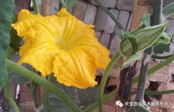 看瓜种植今日新鲜事,今日新鲜事聚焦瓜类种植新动态