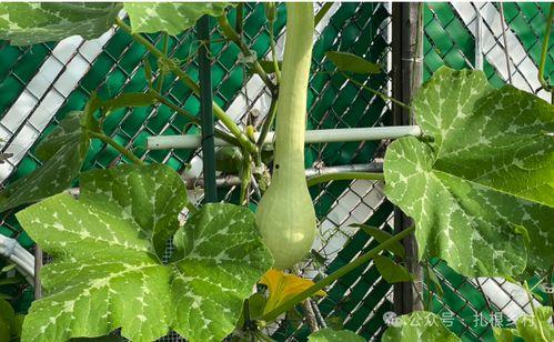 看瓜种植今日新鲜事,今日新鲜事聚焦瓜类种植新动态