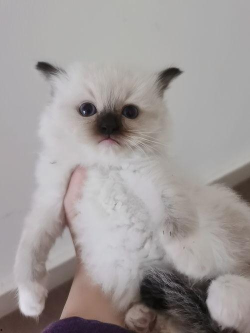 布偶猫明星网红是谁,揭秘网络红猫的传奇魅力