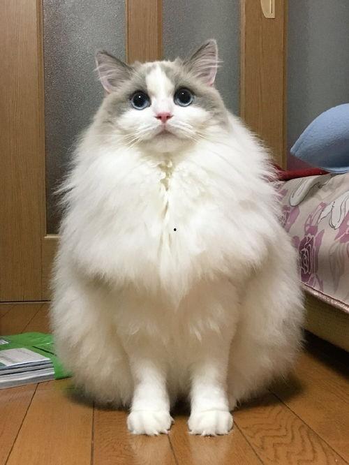 布偶猫明星网红是谁,揭秘网络红猫的传奇魅力