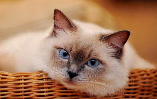 布偶猫明星网红是谁,揭秘网络红猫的传奇魅力