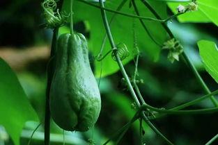 今日临朐佛手瓜价格,市场行情持续升温”