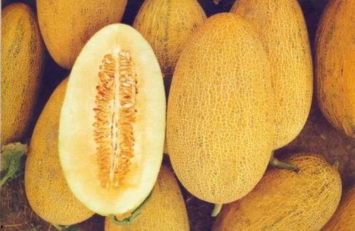 哈密瓜今日上线了吗图片,尽享夏日清新口感