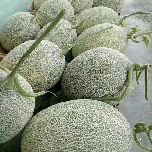 哈密瓜价格最新行情今日