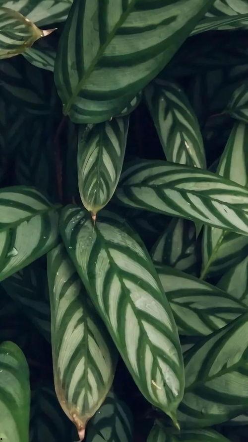 今日翠绿吊瓜价格表图片,今日市场行情一览