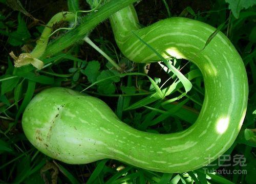 今日蛇瓜价格走势图表,今日走势图表深度解析