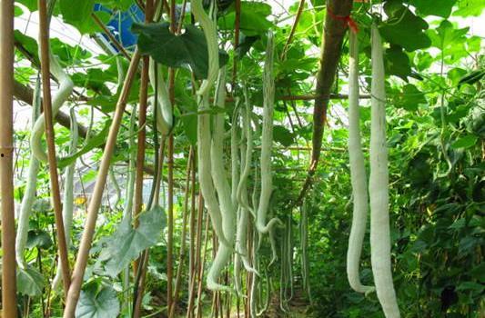 今日蛇瓜价格走势图表,今日走势图表深度解析