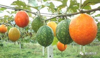 今日吊瓜价格今天行情,涨跌互现，市场动态解析