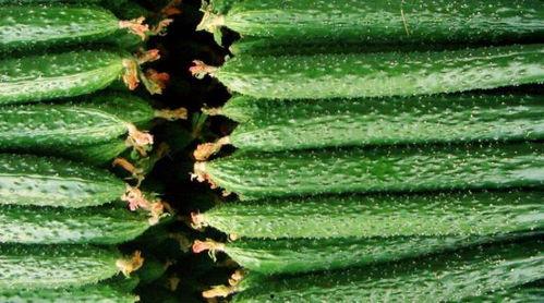 今日吃瓜有什么讲究,揭秘吃瓜讲究与时尚潮流