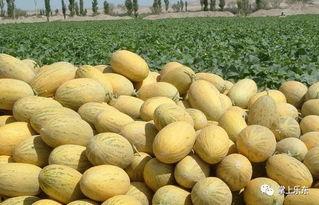 海南乐东今日哈密瓜价格,新鲜上市，实惠抢购！
