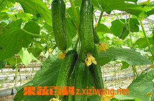 运城乳瓜今日价格行情,涨跌波动，市场动态一览”