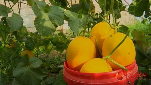 今日金香玉蜜瓜价格行情,甜蜜诱惑，价格波动解析