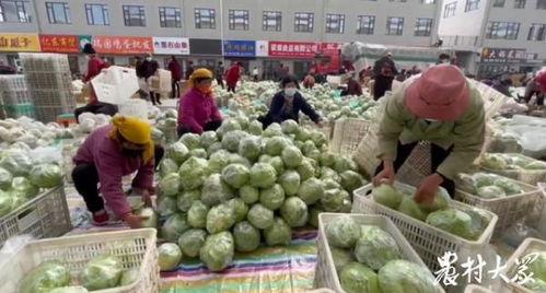 寒寺小吊瓜批发市场今日价格,新鲜直供，实惠之选”