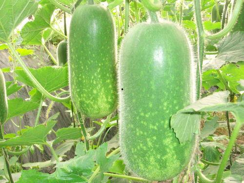 今日必吃大瓜每日更新,揭秘娱乐圈最新热点，紧跟潮流资讯