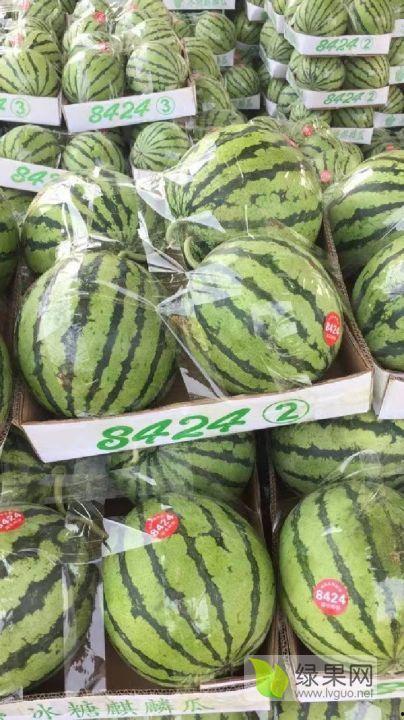 安徽砀山小吊瓜今日价格,价格行情一览”