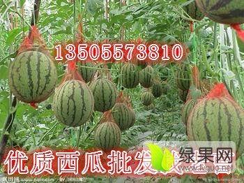 安徽砀山小吊瓜今日价格,价格行情一览”