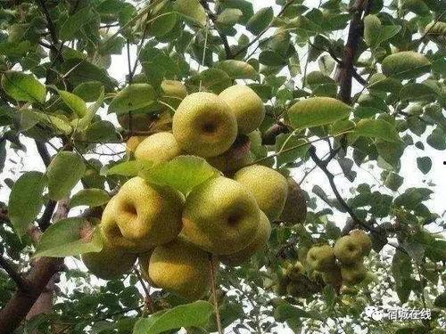 安徽砀山小吊瓜今日价格,价格行情一览”