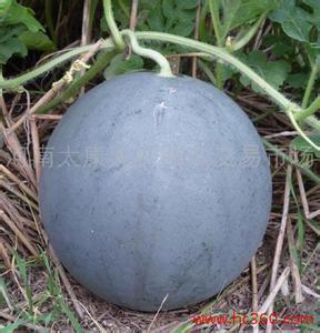 今日中牟吊瓜价格行情,今日市场动态一览