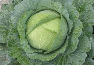 今日昌黎小瓜价格,今日行情一览