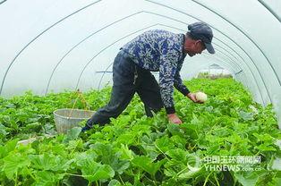 黑龙江白瓜今日价格行情,涨跌互现，市场动态解析