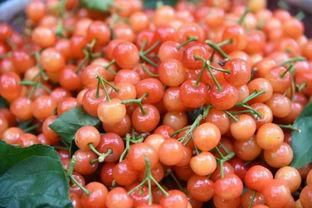 今日桃林小瓜价格